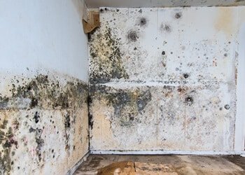 Mold Assessment Services - Mold Testing in Aventura, FL