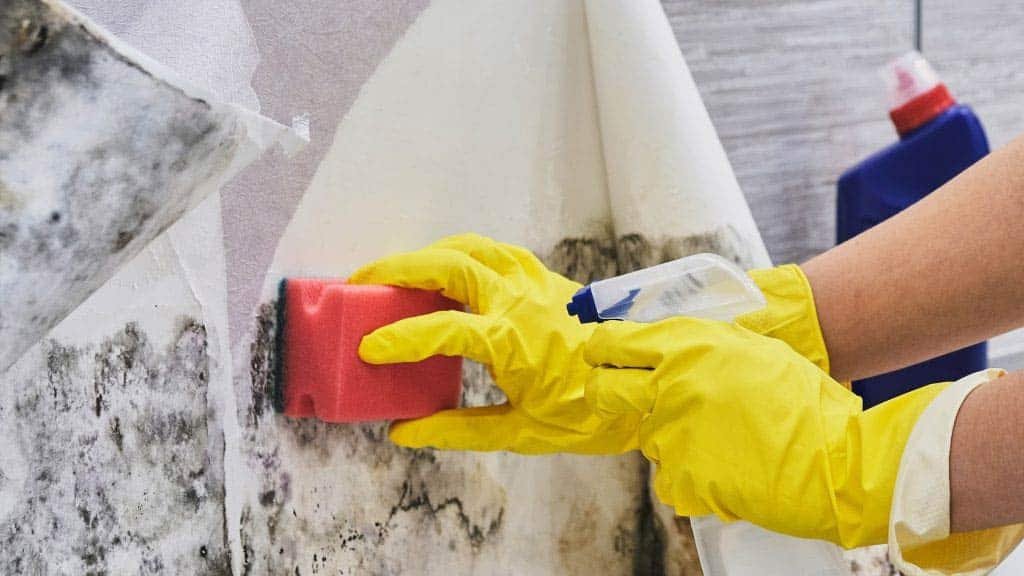 Mold Assessment Services - Mold Testing in Pinecrest FL | Mold Assessment Services Mold Assessment Services - Mold Testing in Pinecrest FL