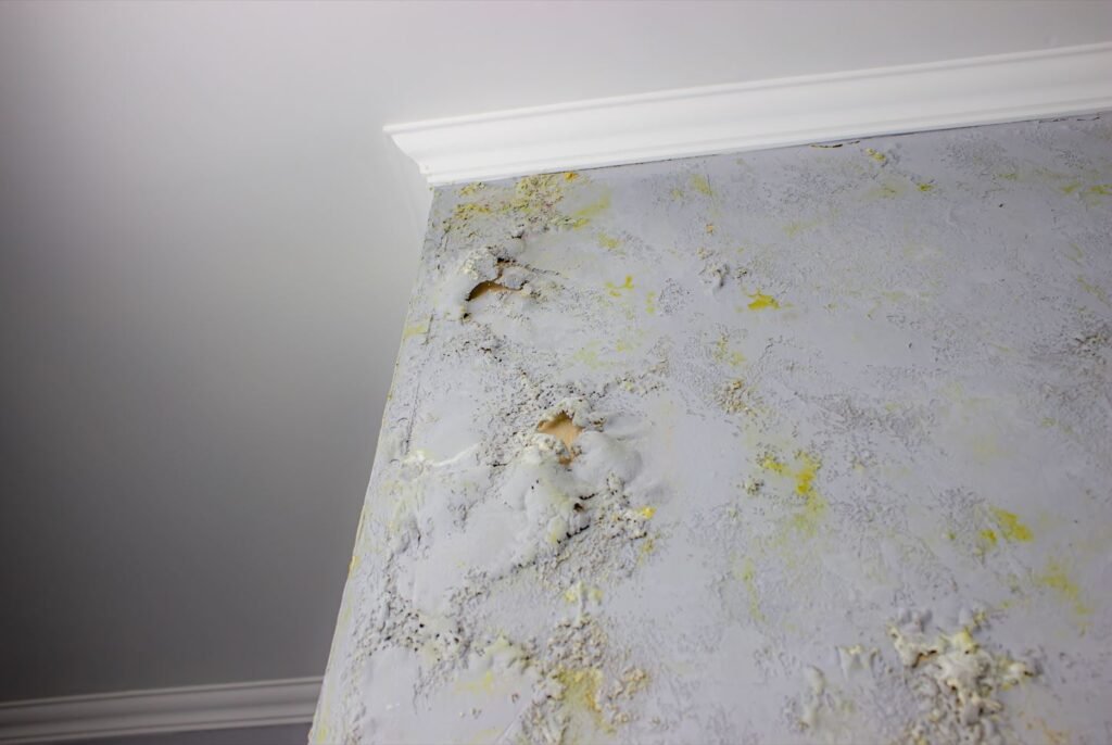 Areas Hit by Hurricane Idalia and Hurricane Ian in the last year has caused issues with mold growth in homes and businesses throughout Florida.