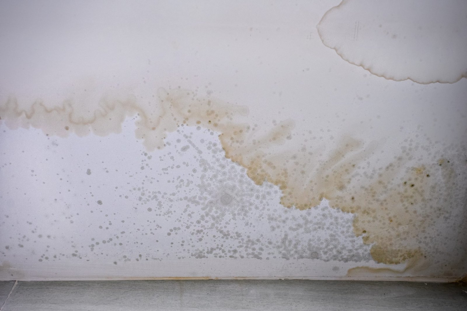 Exploring My Legal Options: Can I Sue My Landlord for Mold Exposure? Brown stain of indoor mold and fungus on the ceiling.